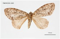 藏品(L紋褐舞毒蛾)的圖片